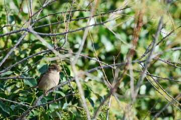 House sparrow, Passer domesticus