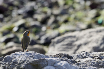 European Robin, Erithacus rubecula