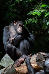 a chimpanzee sitting on a tree log