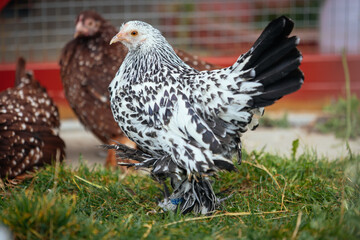 Federfüßiges Zwerghuhn - silber-porzellan