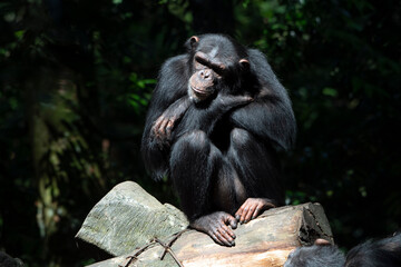 a chimpanzee sitting on a tree log