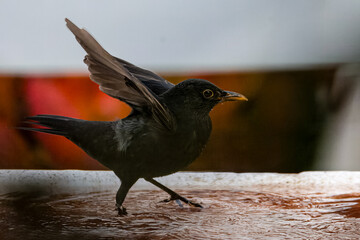 Un merlo maschio (Turdus merula) cammina in una pozzanghera.
