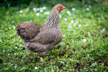 Zwerg-Wyandotte - braun gebändert