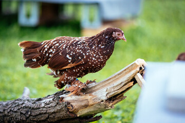Federfüßiges Zwerghuhn - rot mit weißen Tupfen