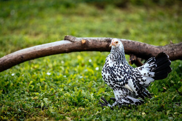 Federfüßiges Zwerghuhn - silber-porzellan