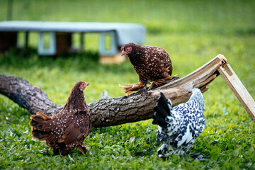 Federfüßige Zwerghühner