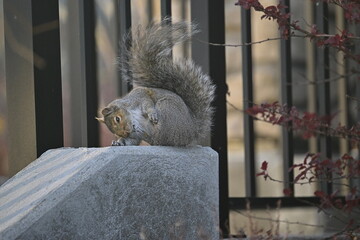 squirrel on the fence