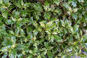 Osmanthus green leaf background. Flower plant with sharp leaves. Holly petal foliage