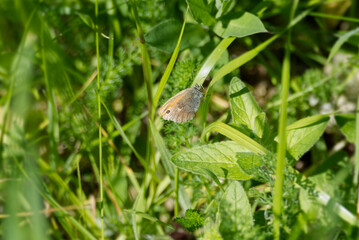 Fototapeta premium Small Heath (Coenonympha pamphilus) butterfly sitting on a grass blade in Zurich, Switzerland