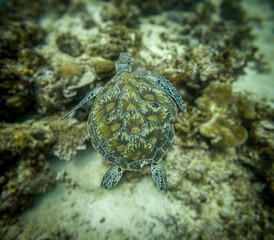 Obraz premium Mabul Island, Malaysia, offers stunning encounters with beautiful sea turtles, gliding gracefully through its clear, vibrant waters and healthy coral reefs.