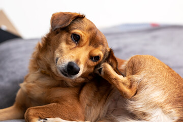 A small brown dog is scratching its head using its paw now