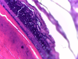 Microscopic View of Biological Tissue Sample
