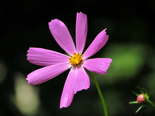Fototapeta premium beautiful cosmos flowers in garden