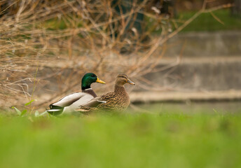 portrait d'un couple de canards colvert sauvage, posé au sol dans un parc enherbé, sur une...