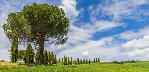 Panorama of a Italian stone pine tree and cypresses at a dirt road near Pienza, Italy