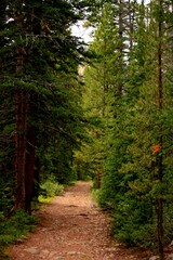 A peaceful dirt path winds through a lush pine forest.