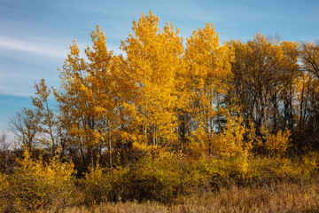 Fototapeta premium The aspen trees in late October are brilliant yellow against the soft blue sky within the Pike Lake Unit, Kettle Moraine State Forest, Hartford, Wisconsin
