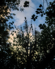 silhouettes of branches with blue sky