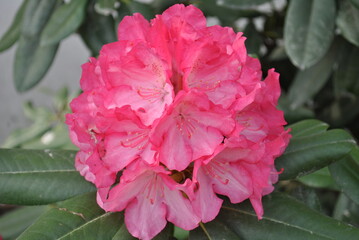 pink and white flower