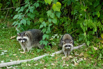 a group of raccoons