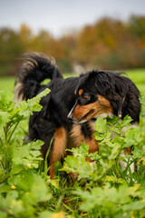 Dog Sniffing in the Field