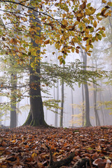 Forst Buchenwald mit starken Nebel märchenhafte Zauberwelt