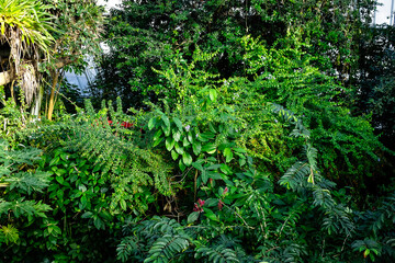 Fototapeta premium fern in the garden