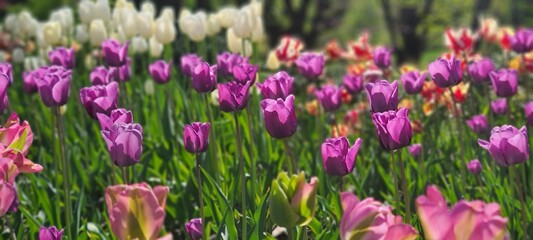 Fototapeta premium field of pink flowers