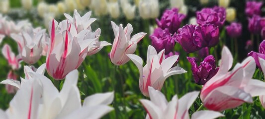 Obraz premium flowers