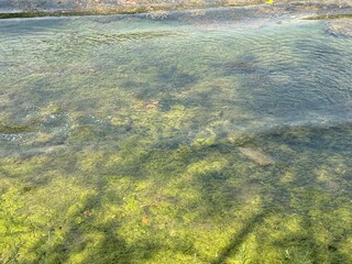 Green moss on stones on the bank of the river. Water and moss texture close-up background. Green...