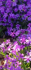 Fototapeta premium Field of flowers