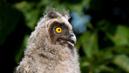close up of a owl
