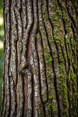 Obraz premium Close-up of a tree trunk with intricate bark texture in a forest setting
