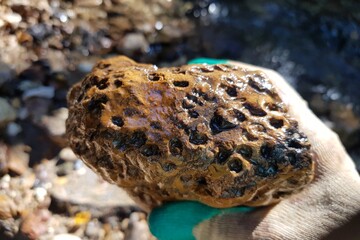 Fossil colonial coral found in a creek, fossil hunting. Kaluga region, Russia
