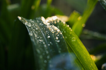 Hoja Planta con gotas