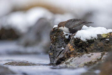 Dipper hunting food in the river