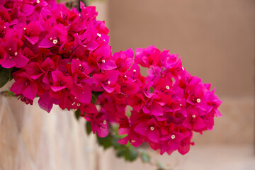 Obraz premium Closeup of Bougainvillea or commonly known as paper flower in details. 