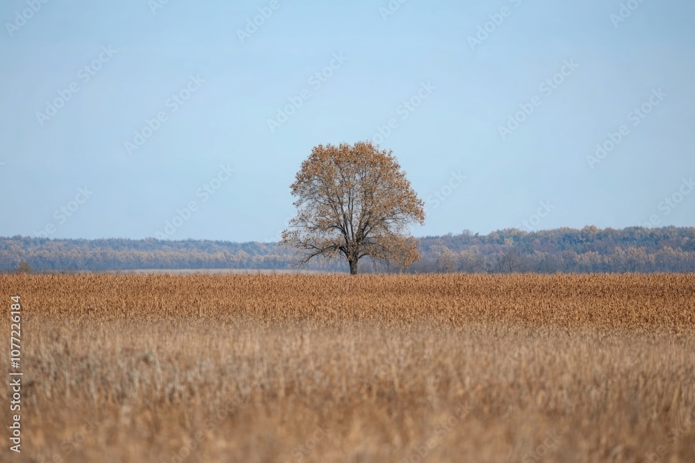 Poster a single tree standing alone in a green field, no other trees or obstacles nearby
