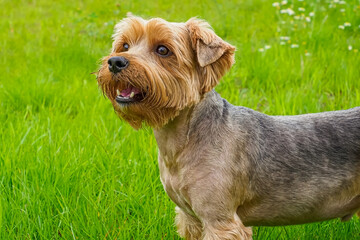 Dog. Yorkshire terrier. Portrait of a funny purebred dog. Pet.
