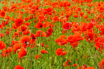 Obraz premium Red poppy field, beautiful meadow with red wild poppies, poppies field red flowers
