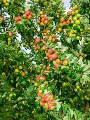 Many large red ripe apples on an apple tree branches