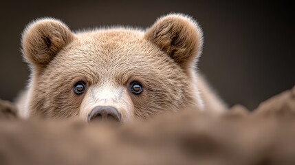 Obraz premium A brown bear peeking out from behind a pile of dirt