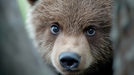 Fototapeta premium A close up of a brown bear looking at the camera