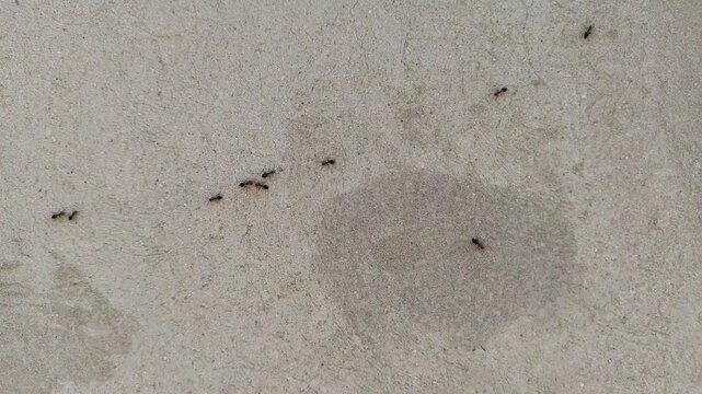Ants on the Wall 3. Ants are eusocial insects of the family Formicidae and, along with the related wasps and bees, belong to the order Hymenoptera. Ants evolved from vespoid wasp ancestors.
