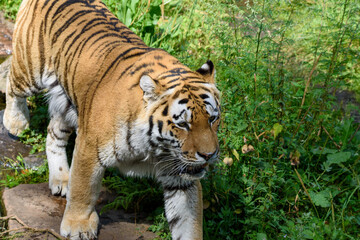 Obraz premium A striking tiger moves gracefully across a rocky area, surrounded by vibrant green plants and foliage, showcasing its powerful physique and vivid stripes