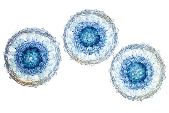 Blue lymphocytes showing immune response in human blood dynamics