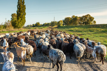 a flock of sheep go to the pasture from the farm to the country in Romania. Rural landscape with domestic animals