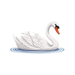 Fototapeta premium Swan with Graceful Pose and Flowing Feathers on Water