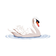 Fototapeta premium Illustrated Swan with Natural Feather Textures and Serene Presence