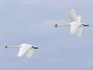 Mute swan